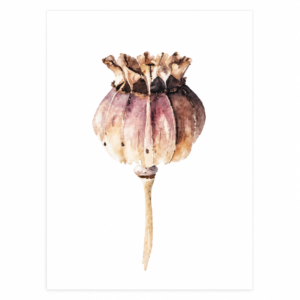 Grusskarte "Mohn"