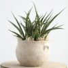 Sansevieria im Keramik Athenia – handgefertigtes Keramik-Unikat von Nadine Gunegondi mit Sansevieria