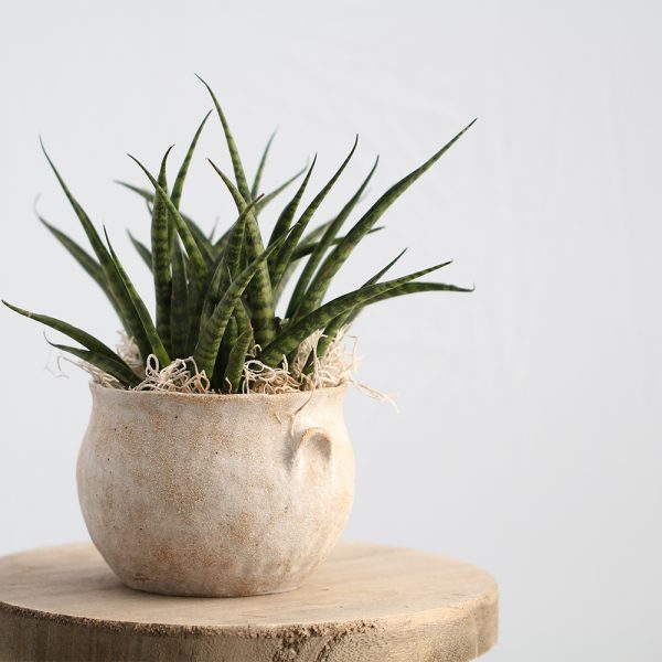 Sansevieria im Keramik «Athenia» – Bild 5