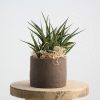Sansevieria im Keramik Linea – handgefertigtes Keramik-Unikat von Nadine Gunegondi mit Sansevieria