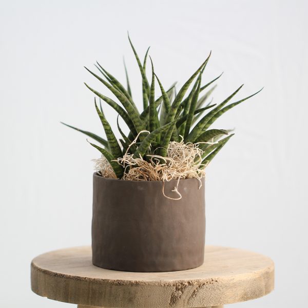 Sansevieria im Keramik Linea – handgefertigtes Keramik-Unikat von Nadine Gunegondi mit Sansevieria