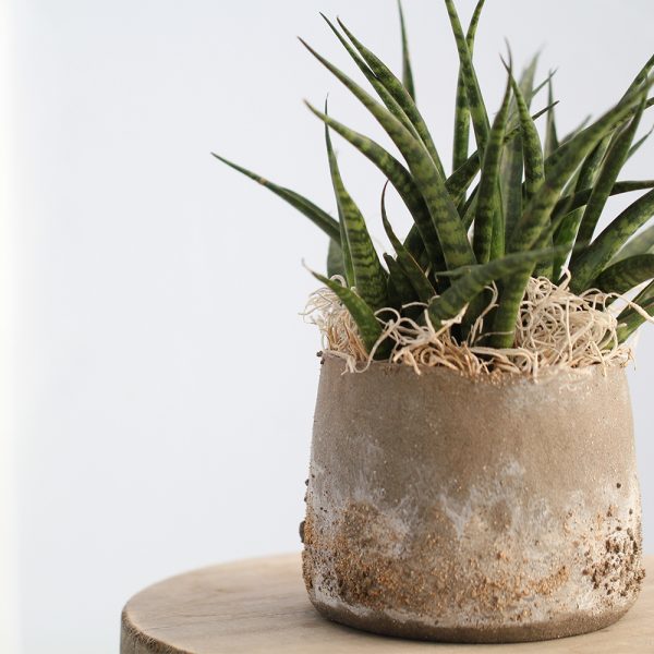 Sansevieria im Keramik «Terra» – Bild 2