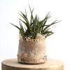 Sansevieria im Keramik Terra – handgefertigtes Keramik-Unikat von Nadine Gunegondi mit Sansevieria