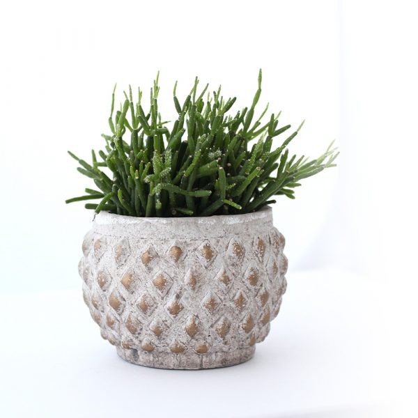 Rhipsalis im Übertopf Firenze – pflegeleichte Zimmerpflanze mit feinen Trieben im strukturierten Keramiktopf