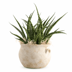Sansevieria im Keramik «Athenia»