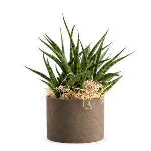 Sansevieria im Keramik «Linea»