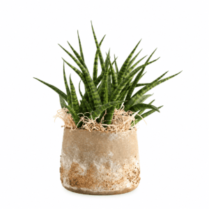 Sansevieria im Keramik «Terra»