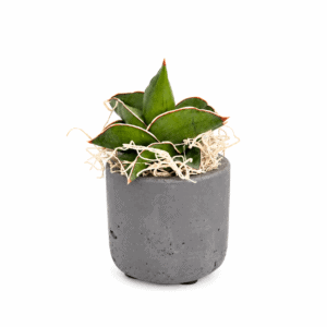 Sansevieria Ehrenbergii „Samurai Dwarf“ im Topf dunkelgrau