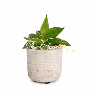 Sansevieria Ehrenbergii „Samurai Dwarf“ im Topf hellgrau