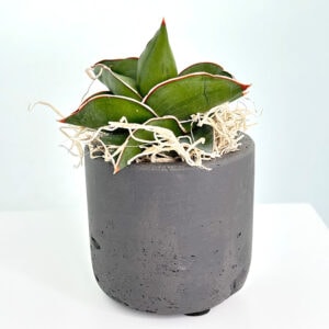 Sansevieria Ehrenbergii „Samurai Dwarf“ im Topf dunkelgrau