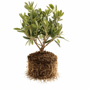 Olivenbaum