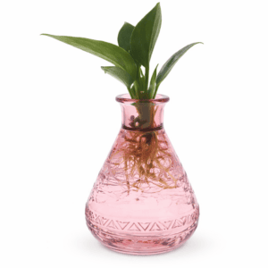 Grünpflanze im Glas rosa
