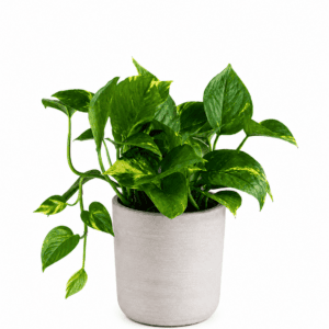 Epipremnum im Betontopf