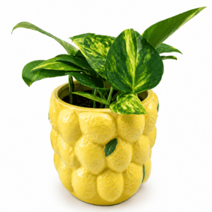 Epipremnum im Zitronentopf