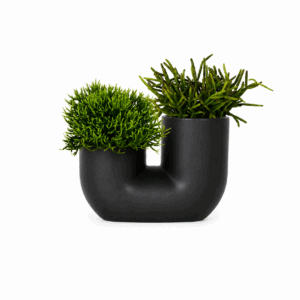 Rhipsalis Double Pot