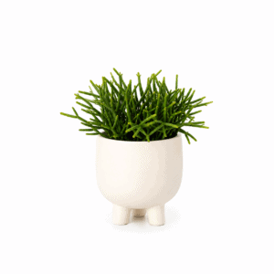 Rhipsalis Little Legs