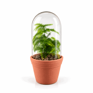 Terrarium mit Asparagus