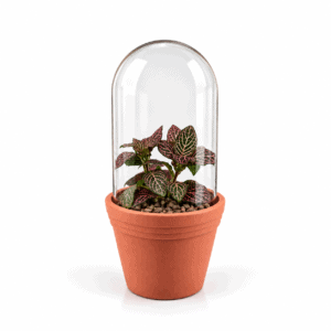 Terrarium mit Fittonia